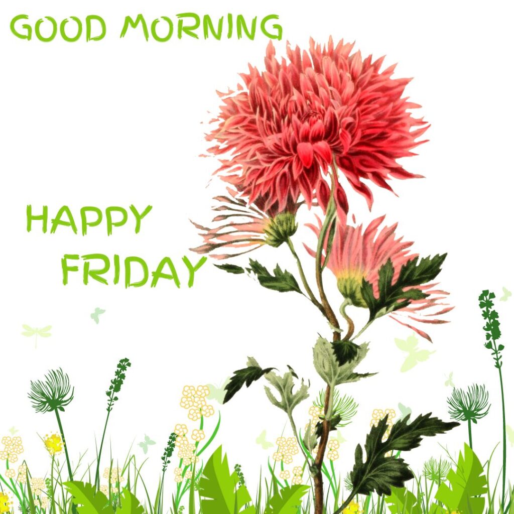 Free Good Morning Friday Images