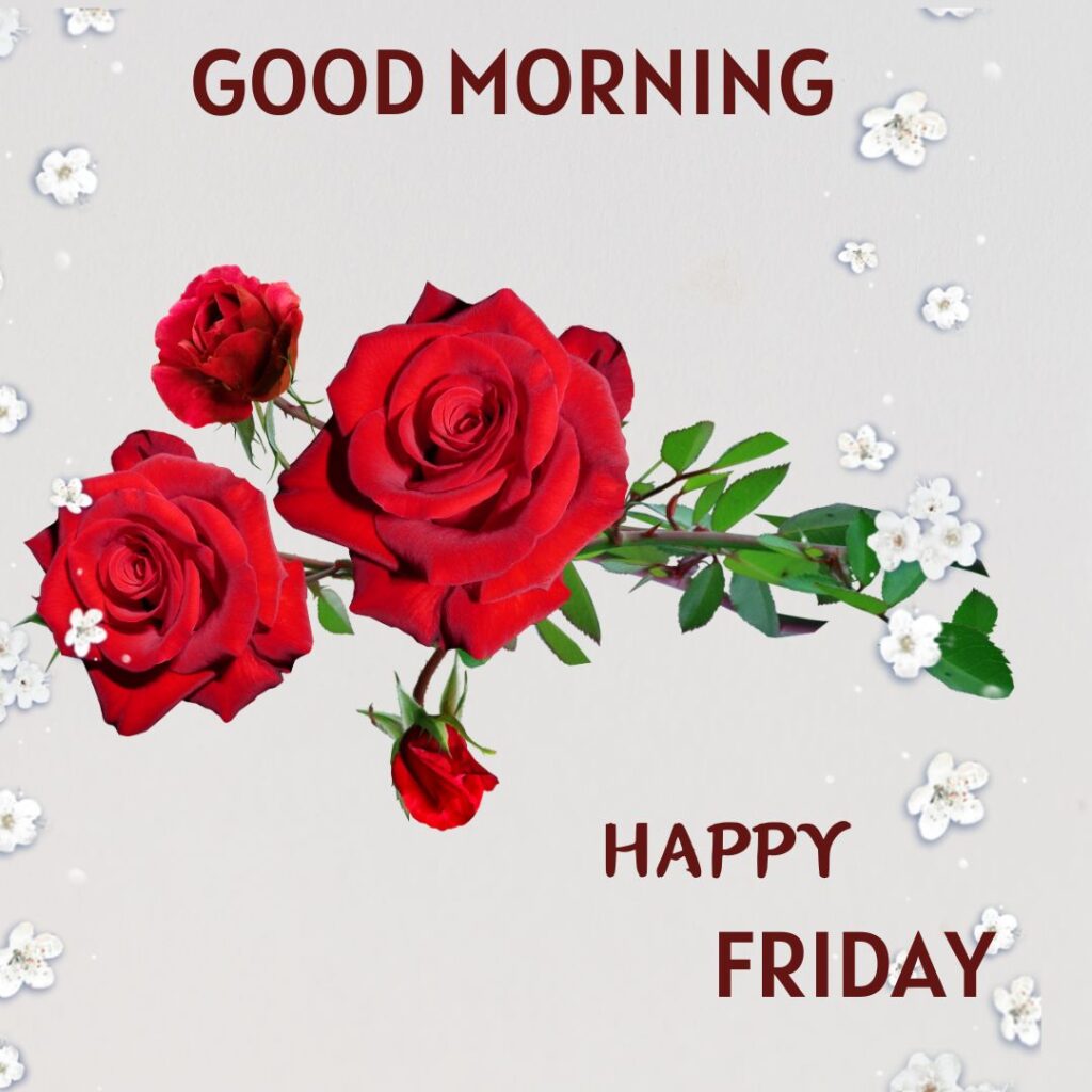 Red Roses Good Morning Friday Images