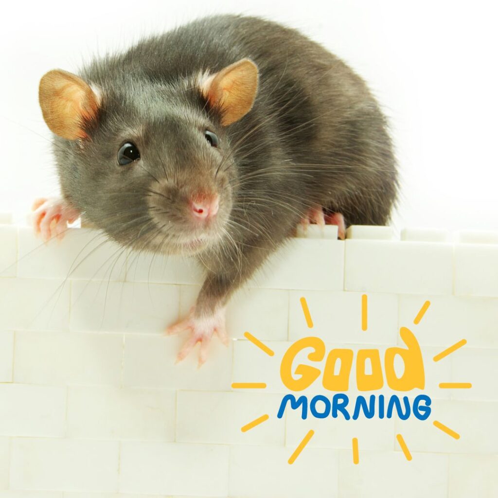 Rat Good Morning Funny Images