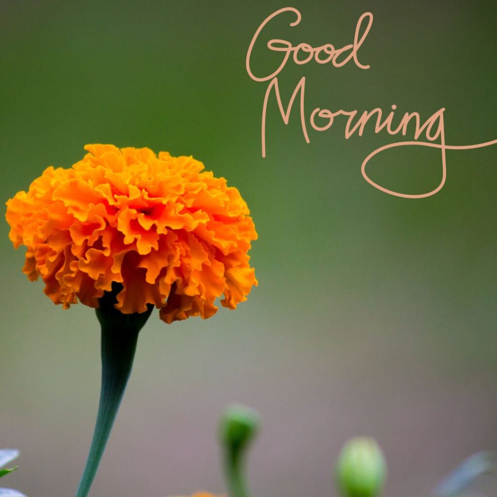 Good Morning Images of marigold