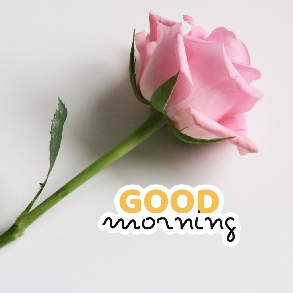 Good Morning Images pink rose