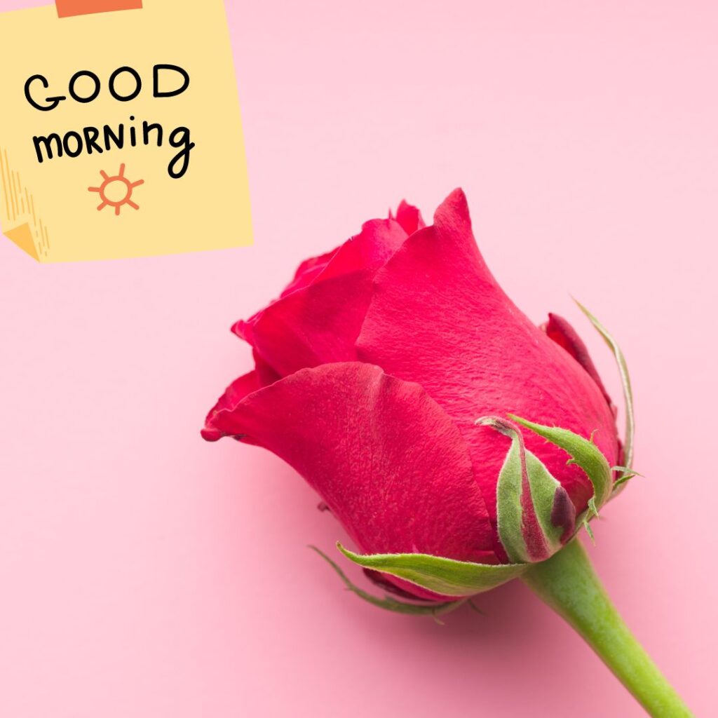 Good Morning Images red rose