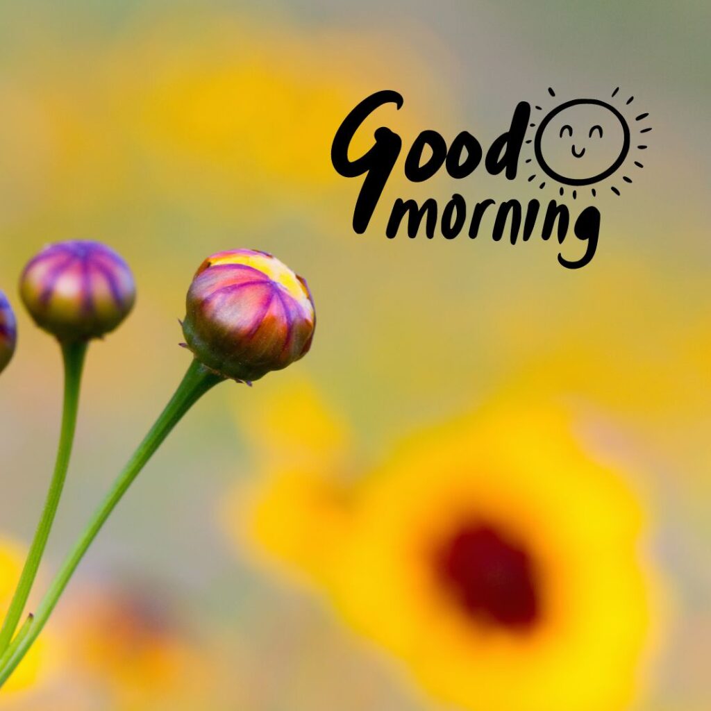 Good Morning Images Hd