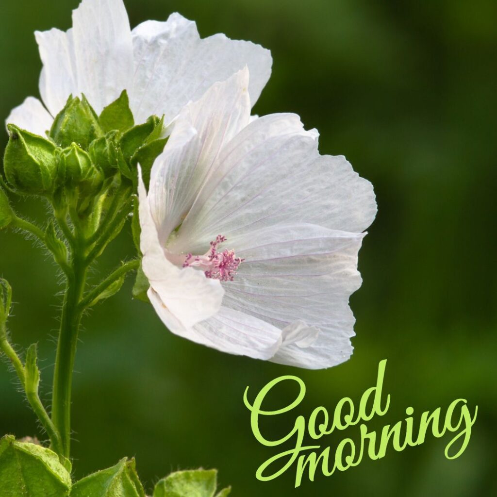 Good Morning Images Hd for whatsapp