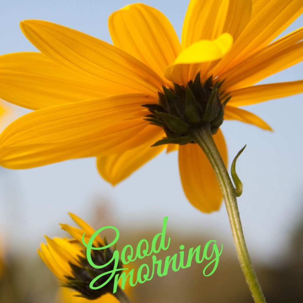 Good Morning Images Hd