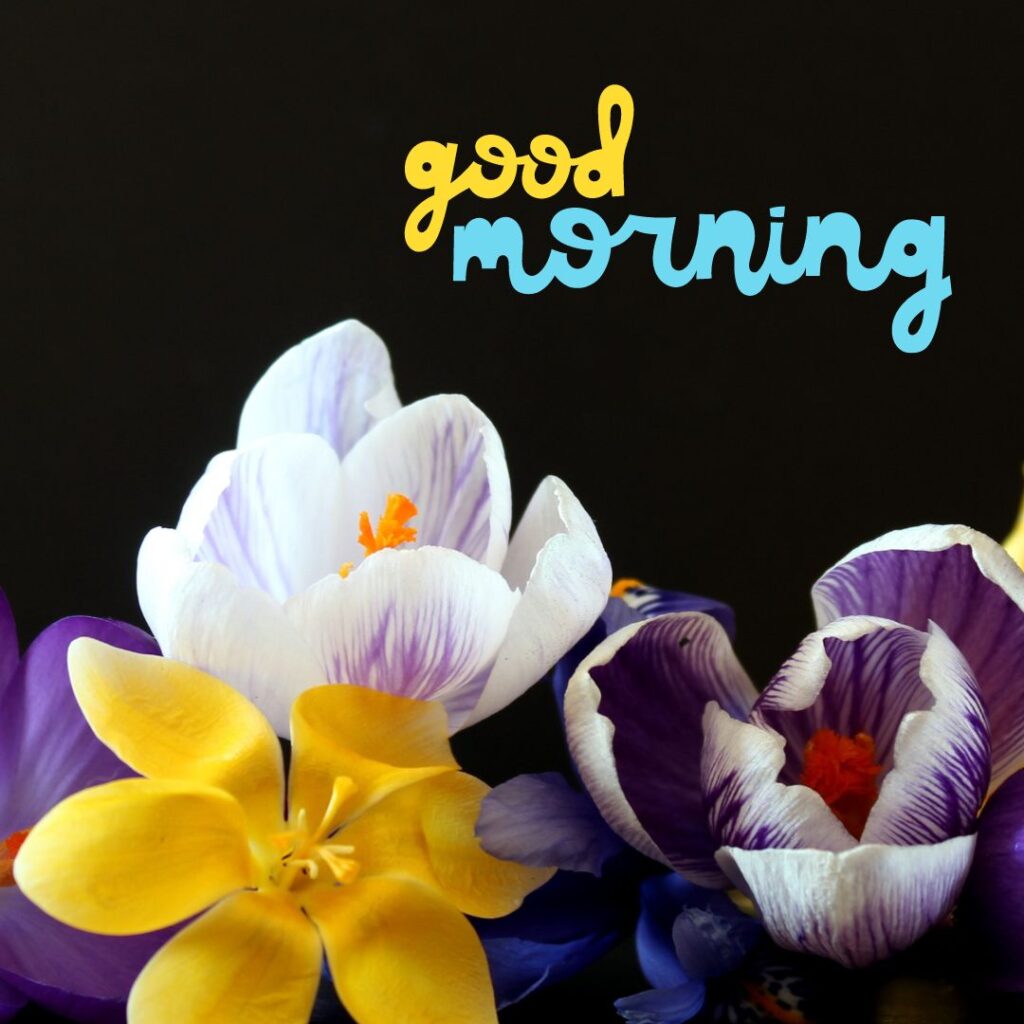 Good Morning Images Hd