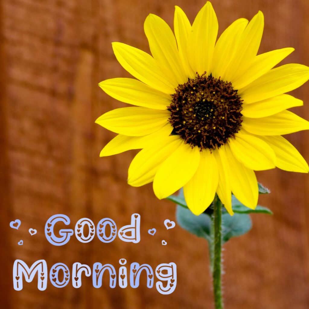 Good Morning Images Hd