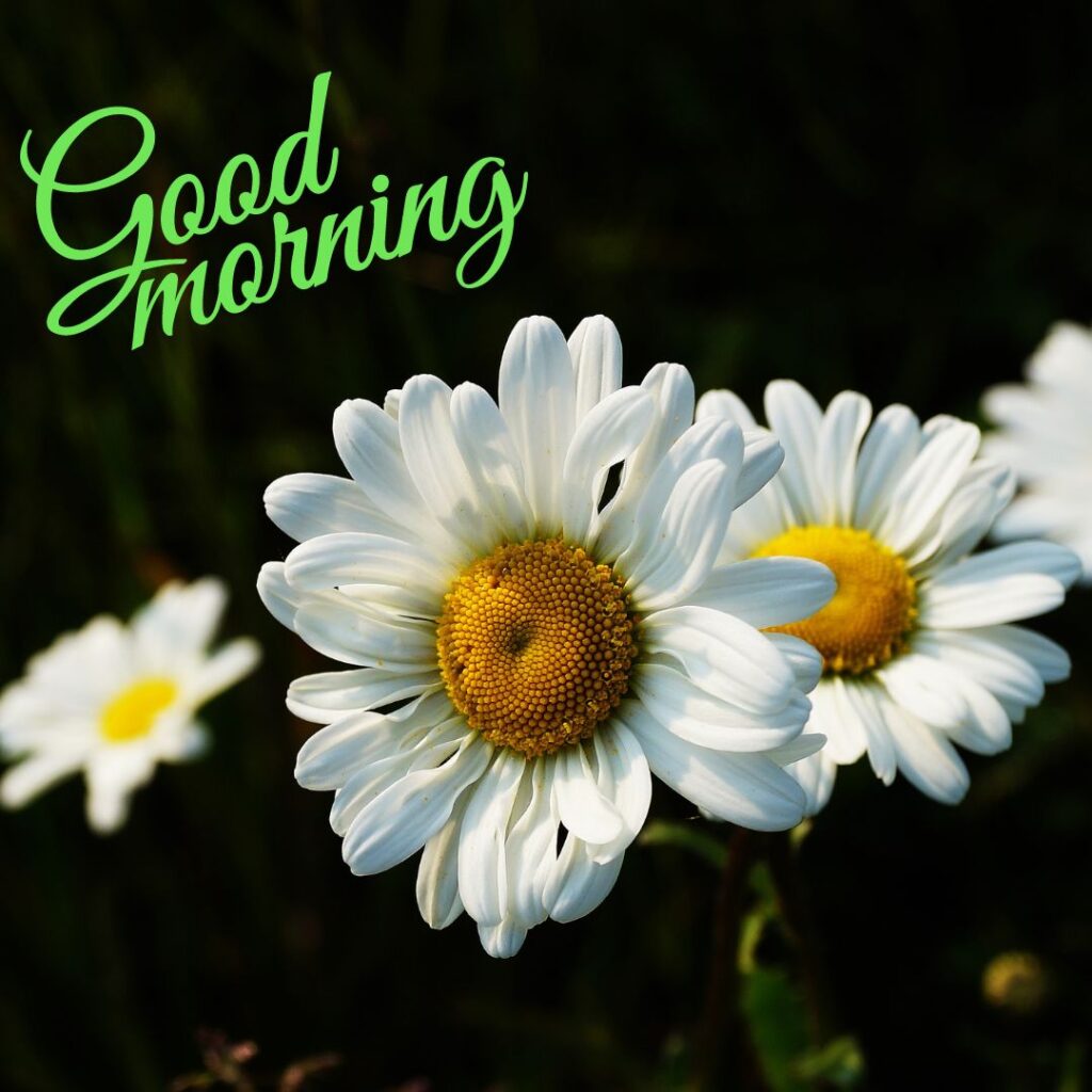 Good Morning Images Hd