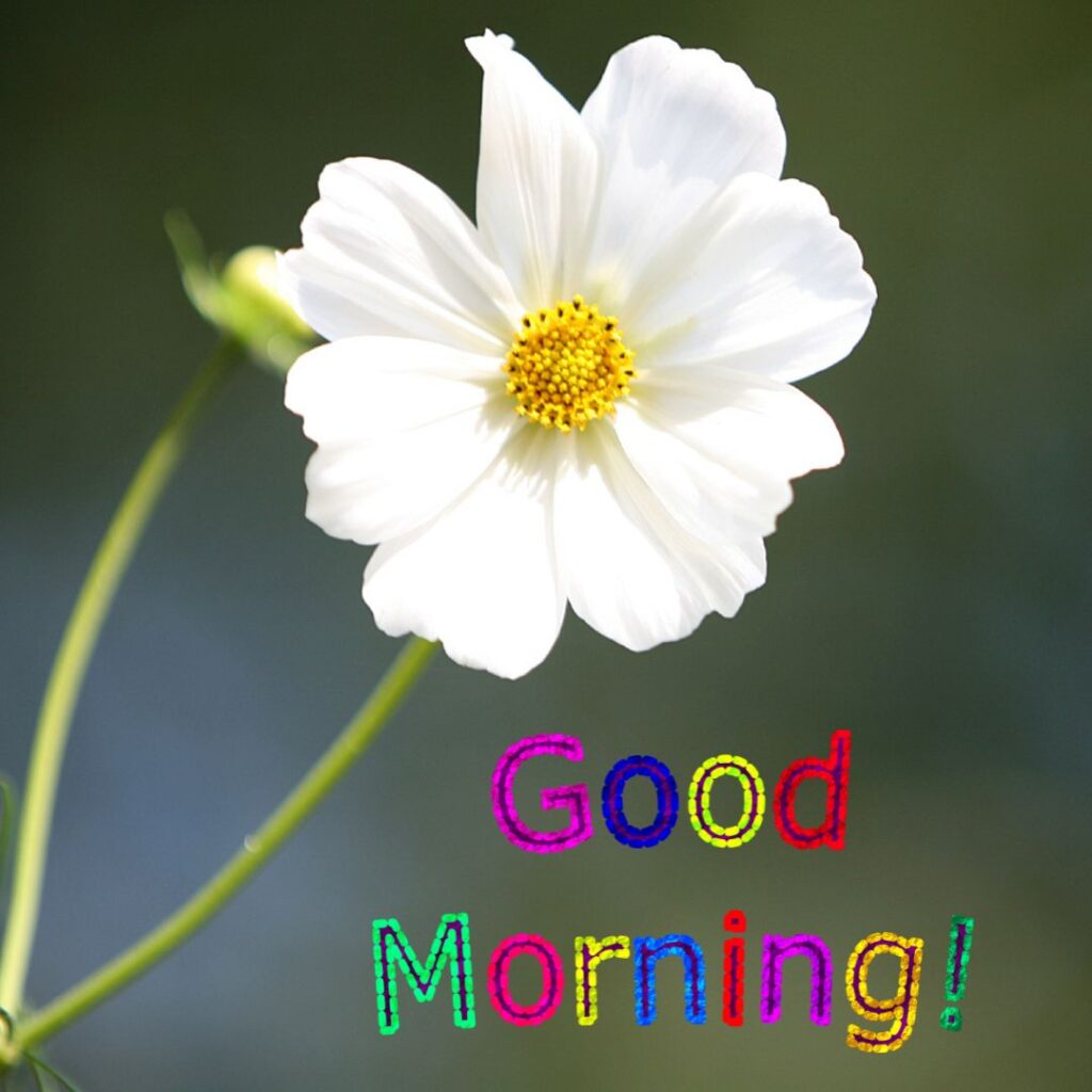 Good Morning Images Hd