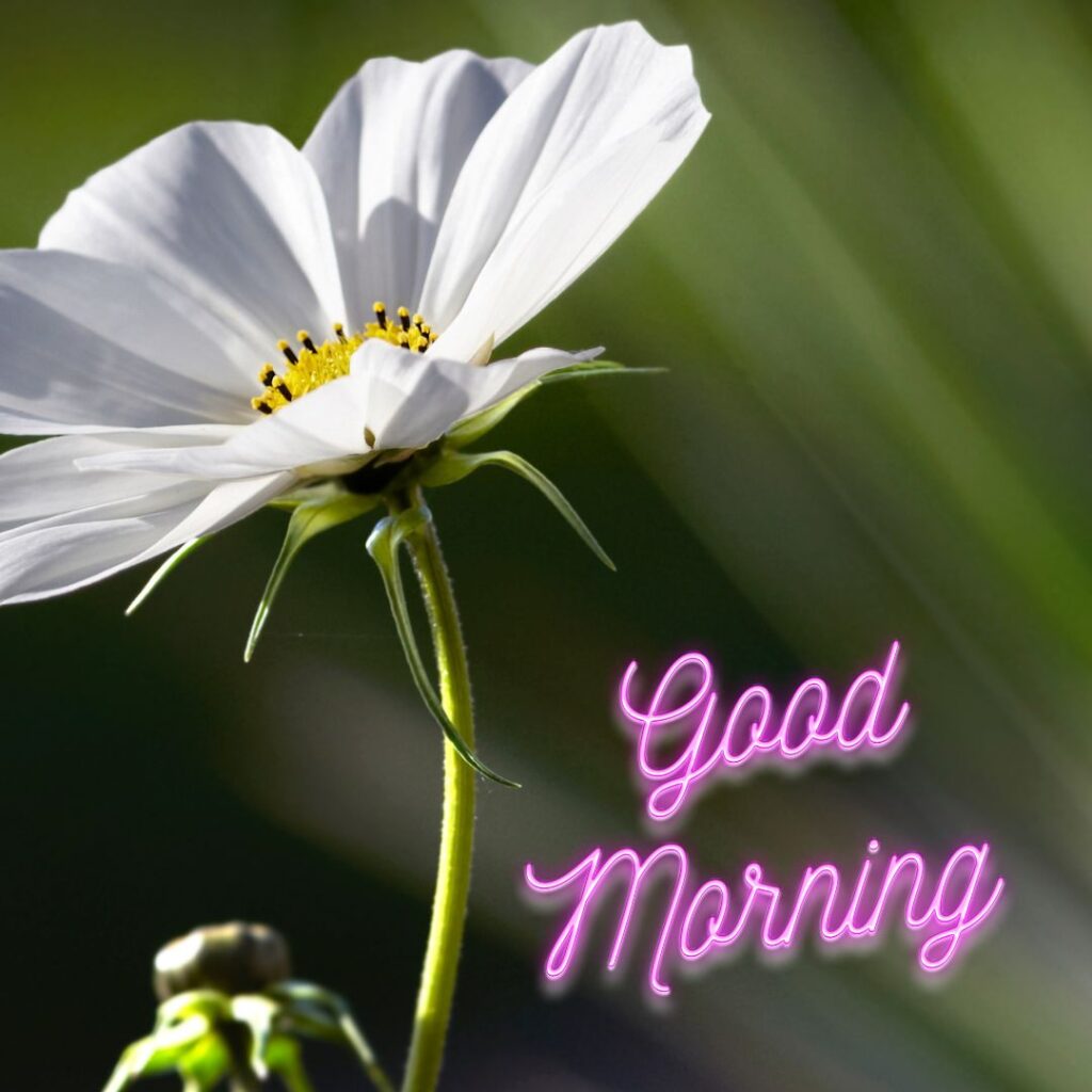 Good Morning Images Hd