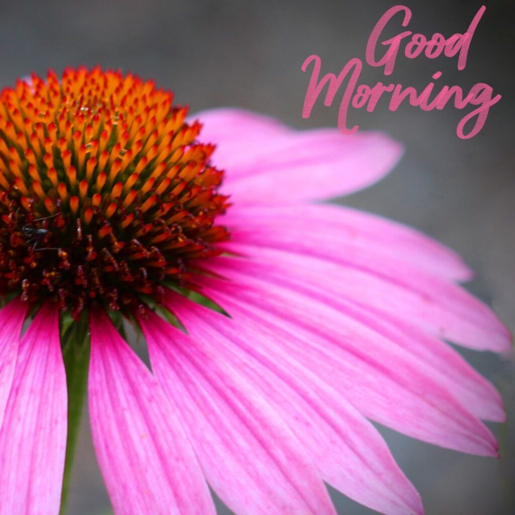 Good Morning Images Hd