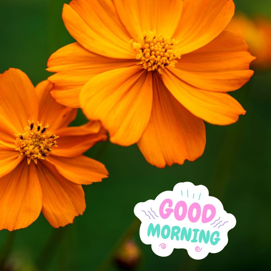 Good Morning Images Hd