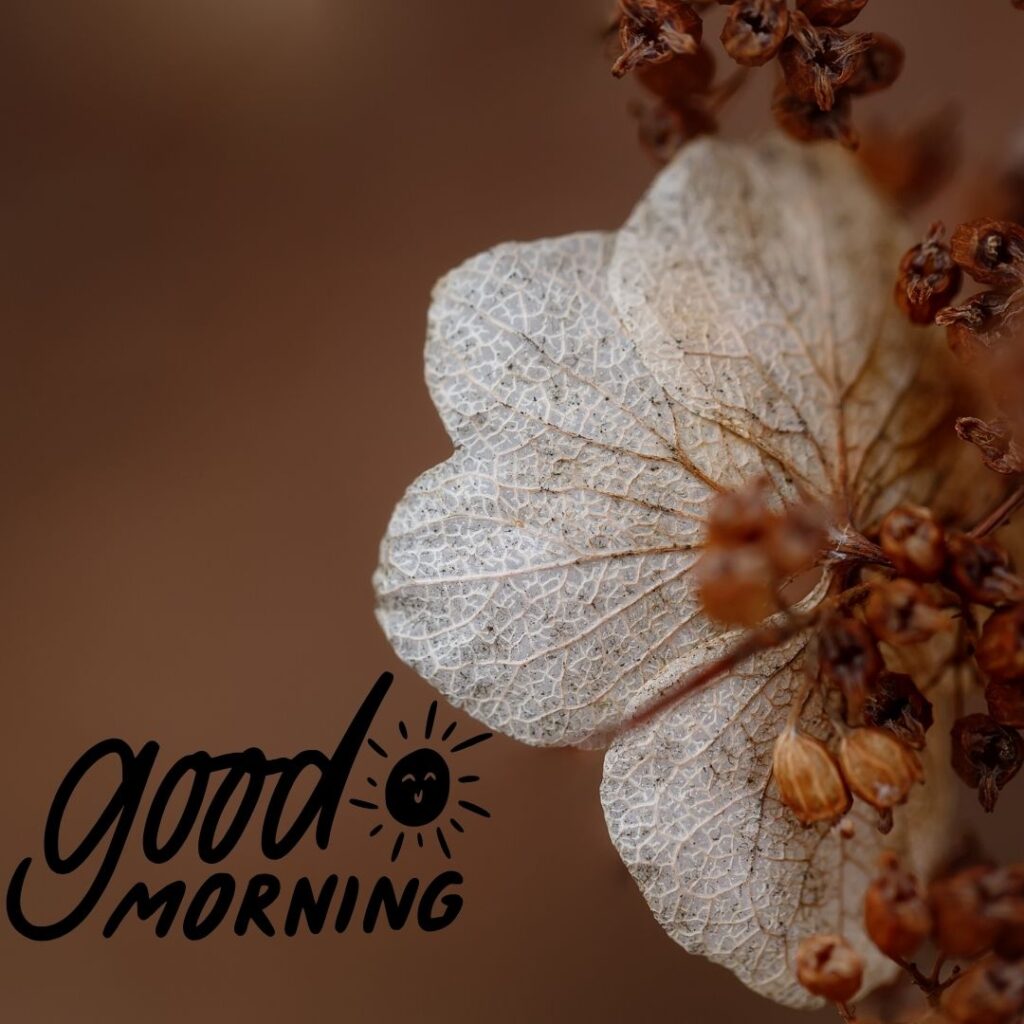 Good Morning Images Hd