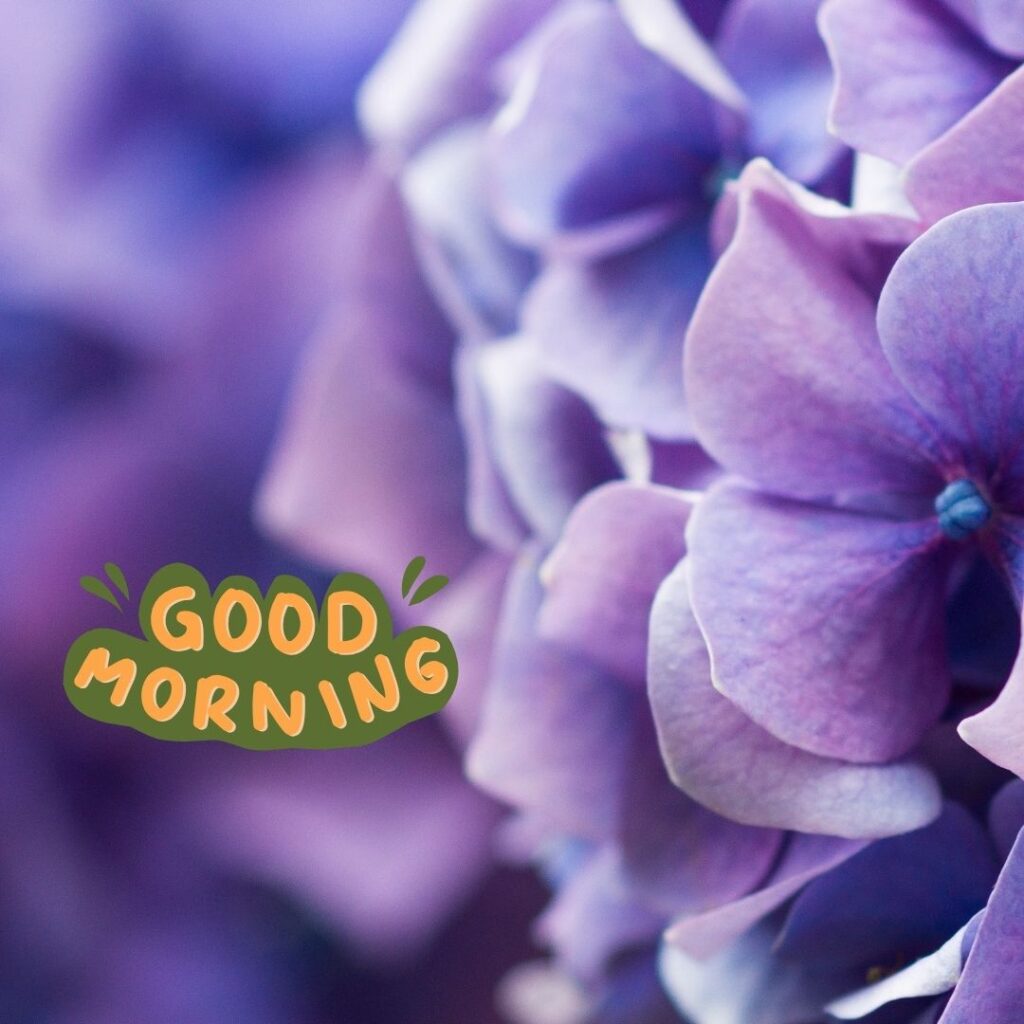 Good Morning Images Hd