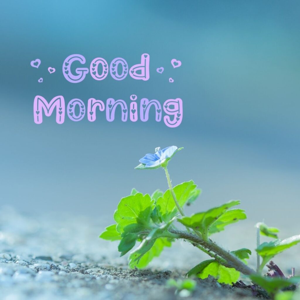 Good Morning Images Hd