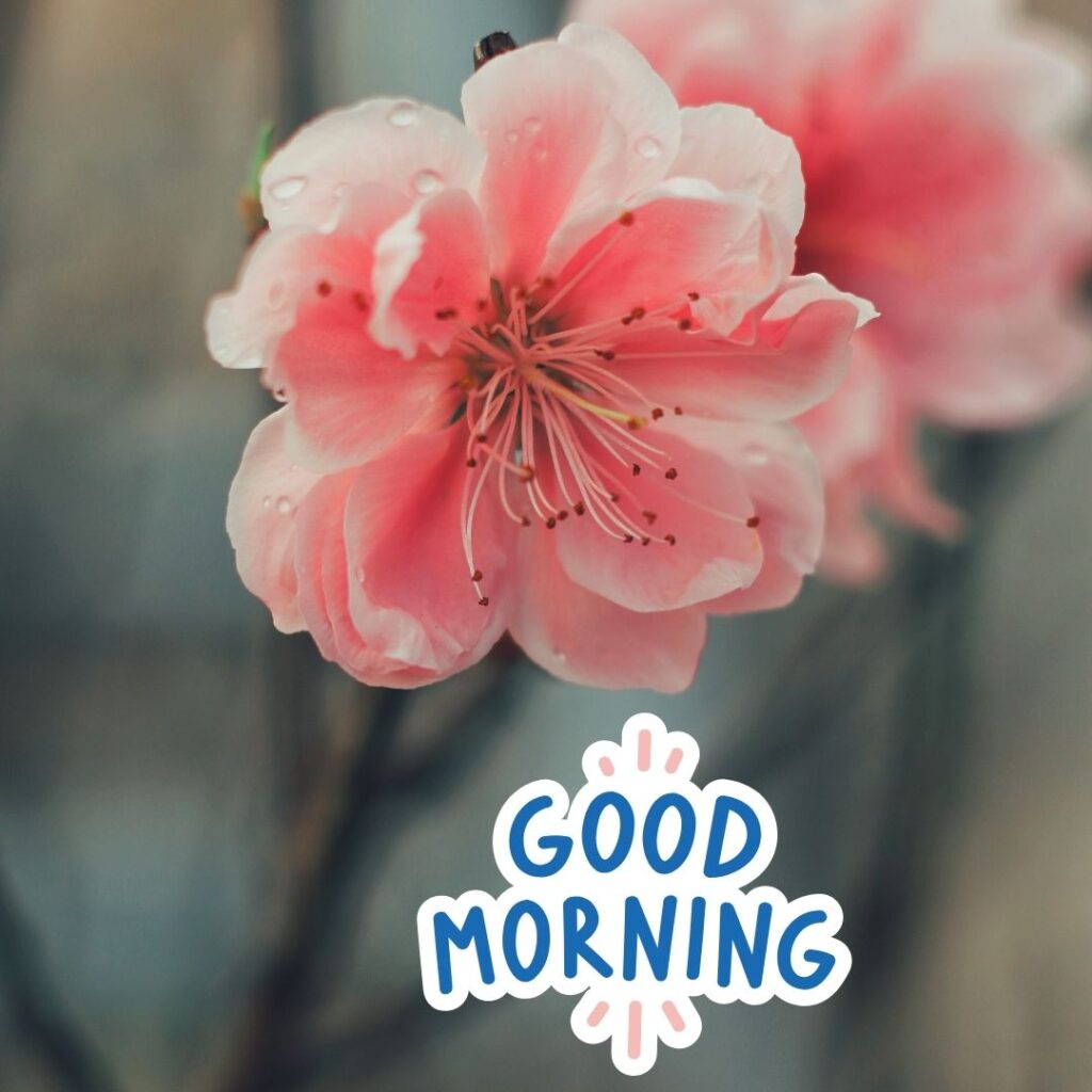 Good Morning Images Hd