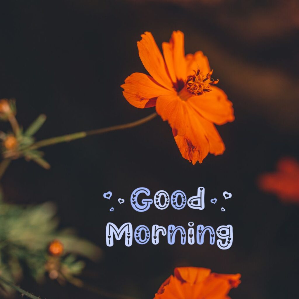 Good Morning Images Hd new download