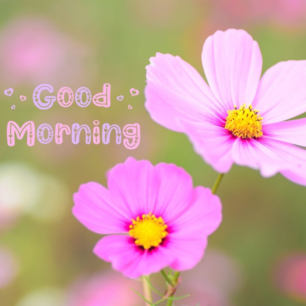 Good Morning Images Hd