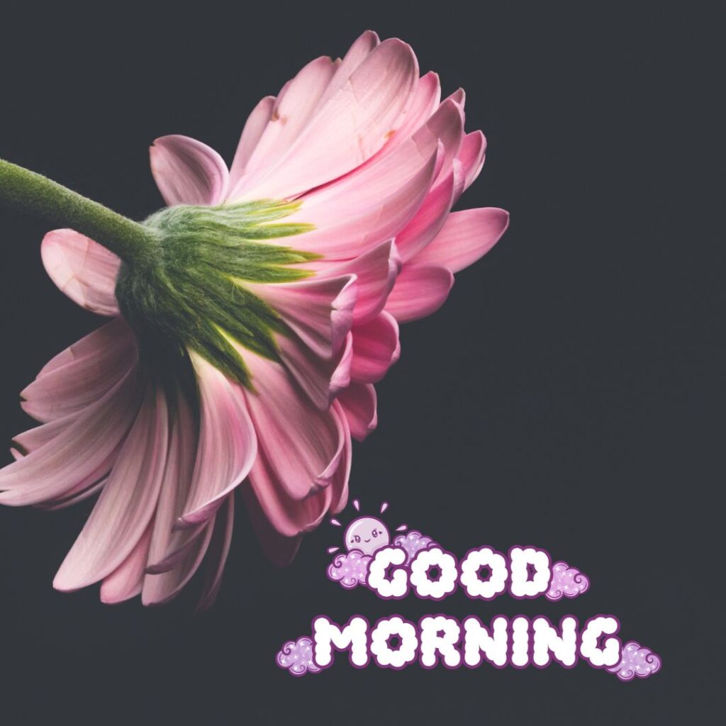 Good Morning Images Hd