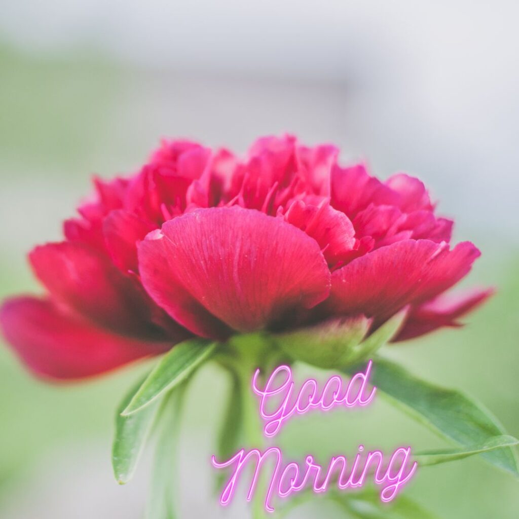 Good Morning Images Hd