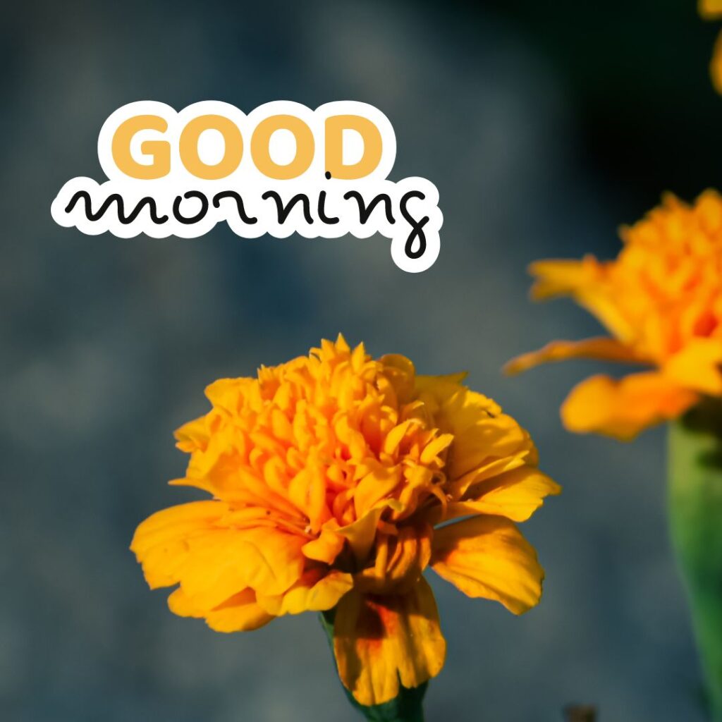 Good Morning Images Hd