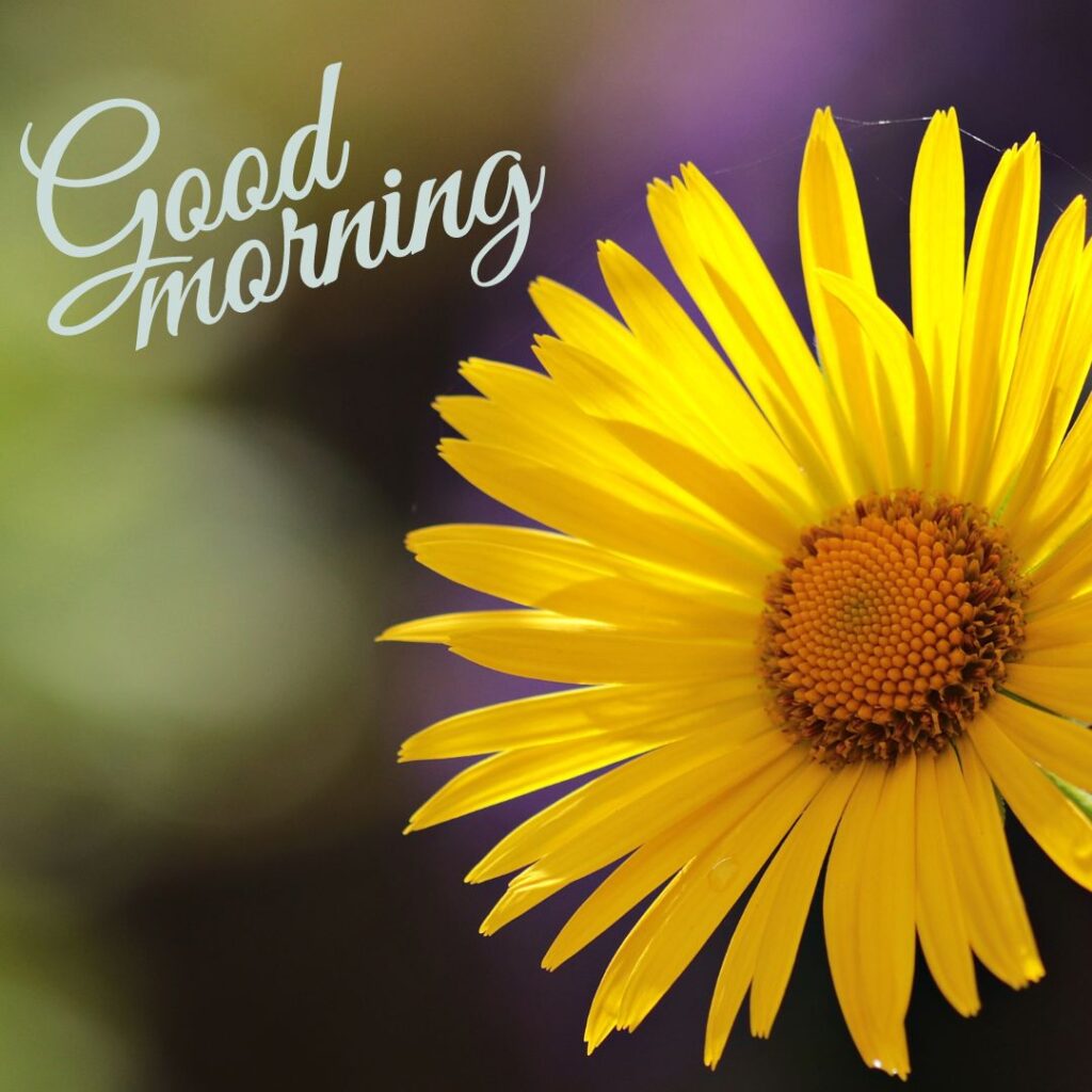 Good Morning Images Hd