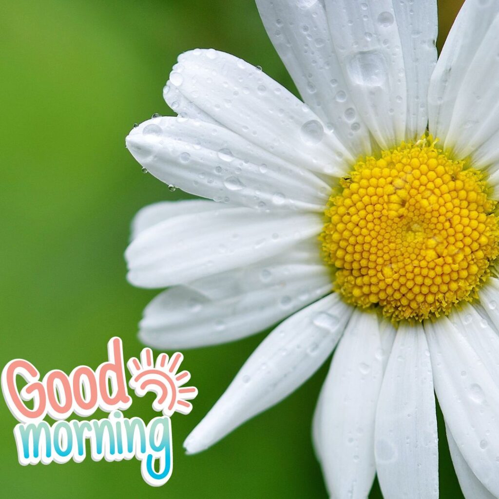 Positive Good Morning Images Hd