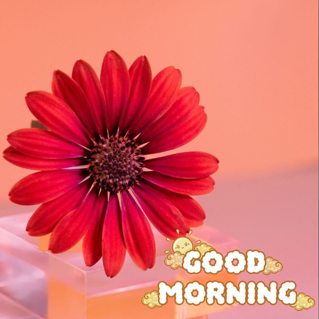 Beautiful New Good Morning Images For WhatsApp