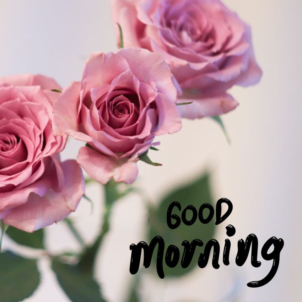 Good Morning rose Images For WhatsApp