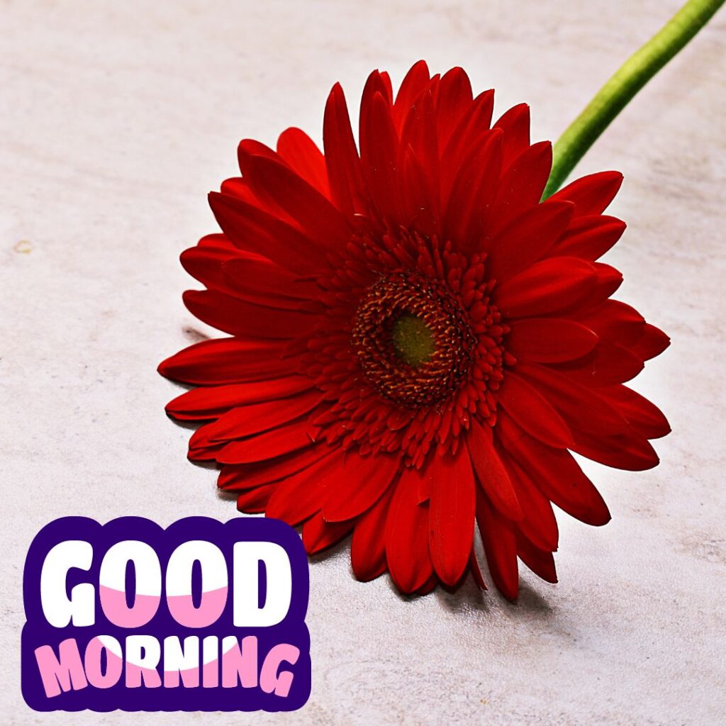 Good Morning sunflower Images For WhatsApp