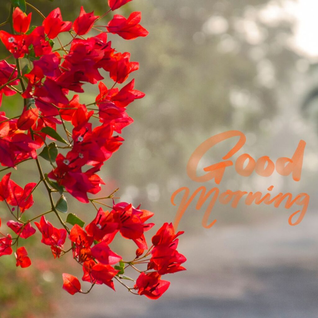 Good Morning red flower Images For WhatsApp