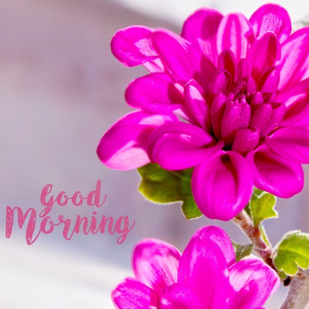 Good Morning flower For WhatsApp