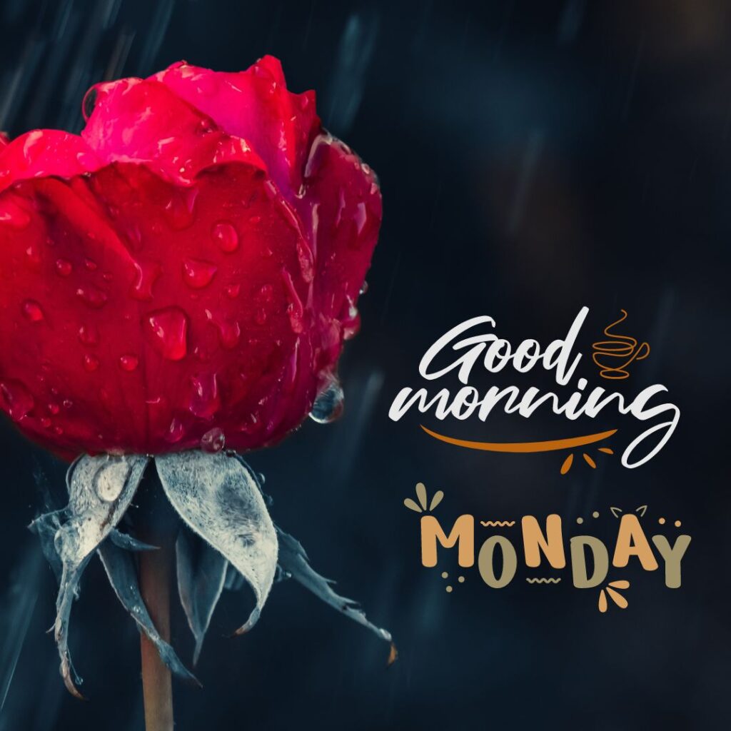 Red Rose Good Morning Monday Images for lover