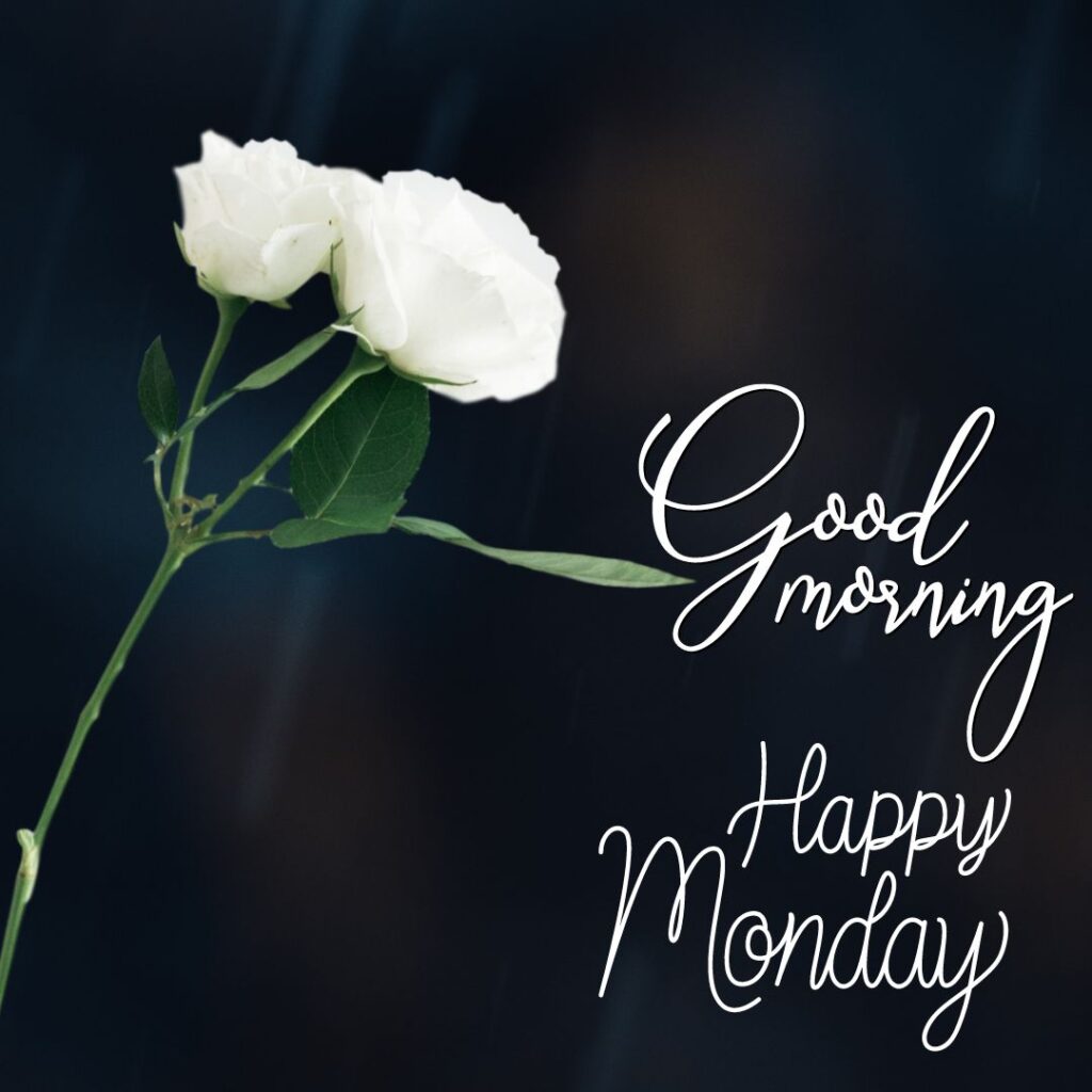 Good Morning Monday White Rose Images