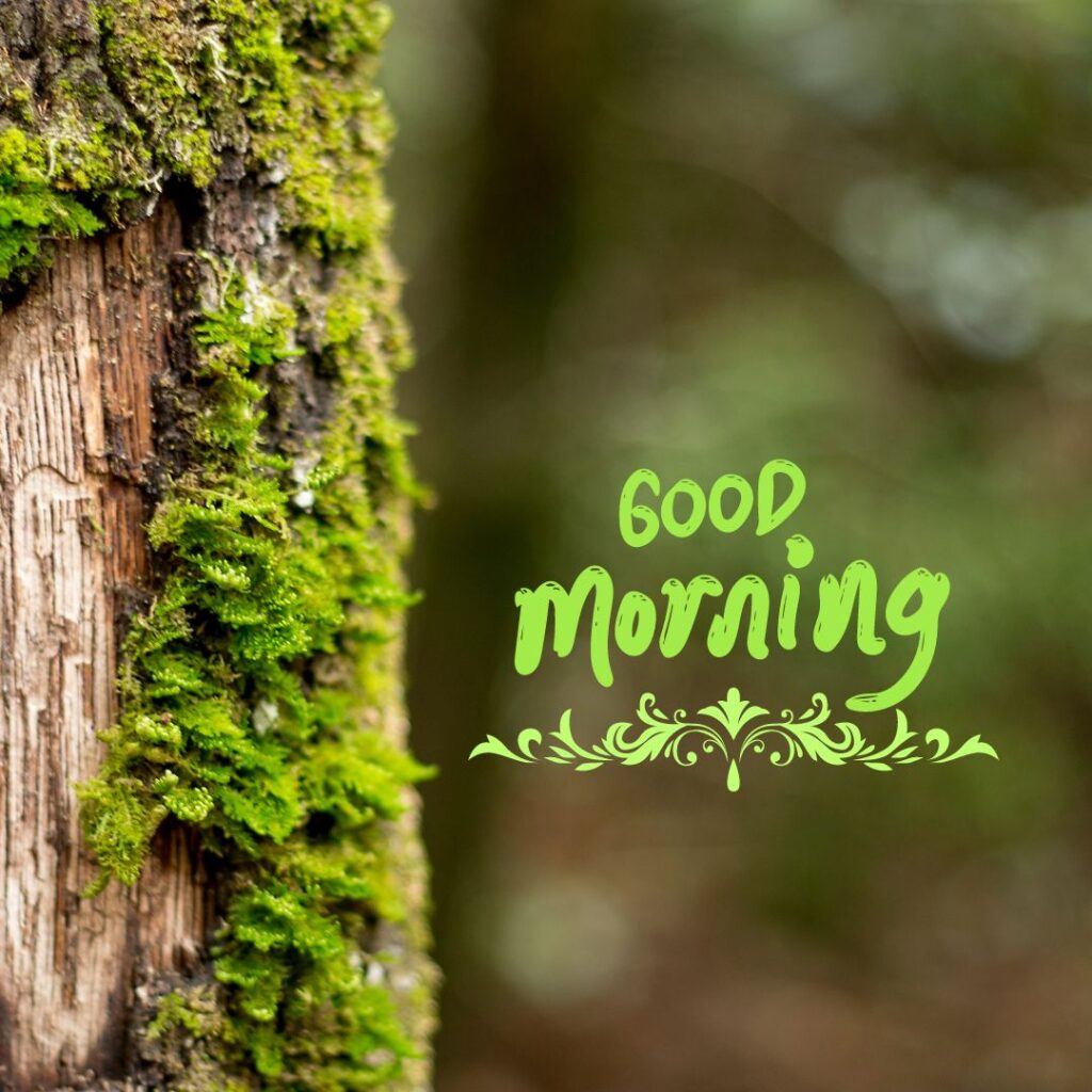 Good Morning Nature Images