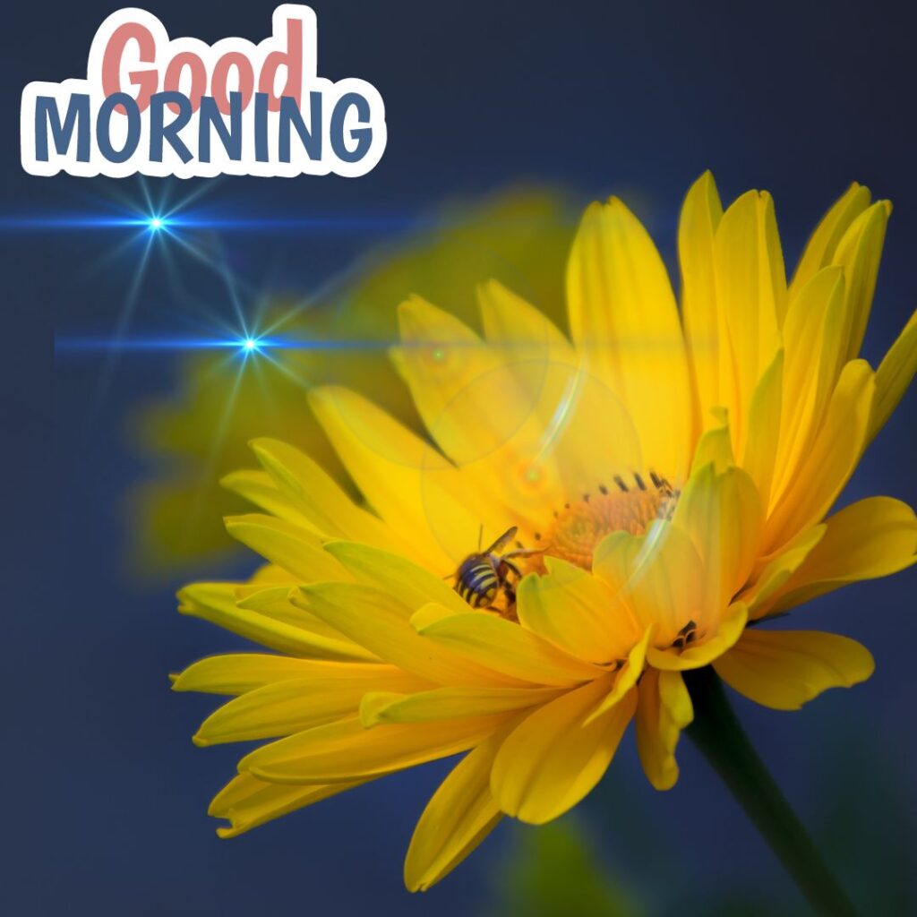 Morning Nature Images