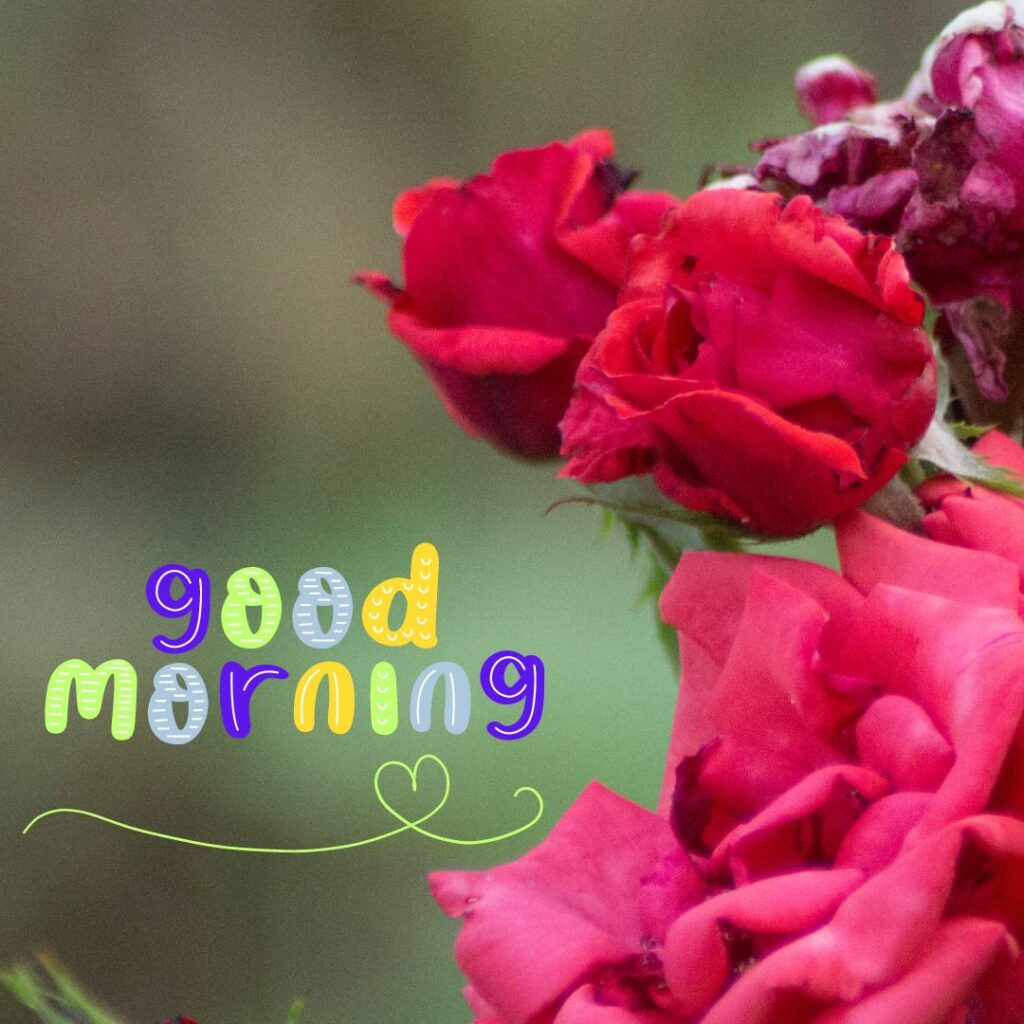 Good Morning Nature rose Image