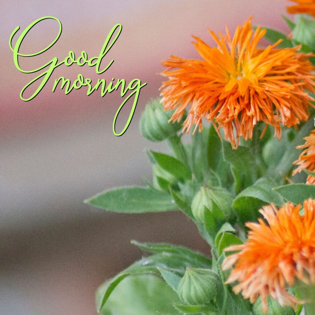 Good Morning flower Nature Image