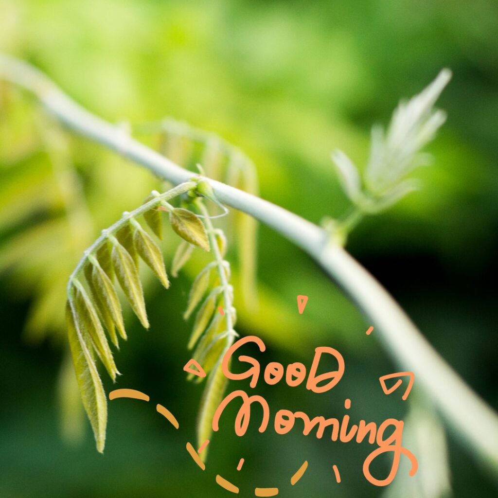 Good Morning Nature leaf Image