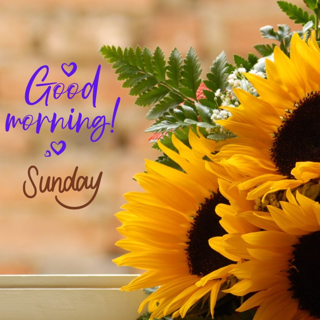 New Good Morning Sunday yellow Sunflower Images