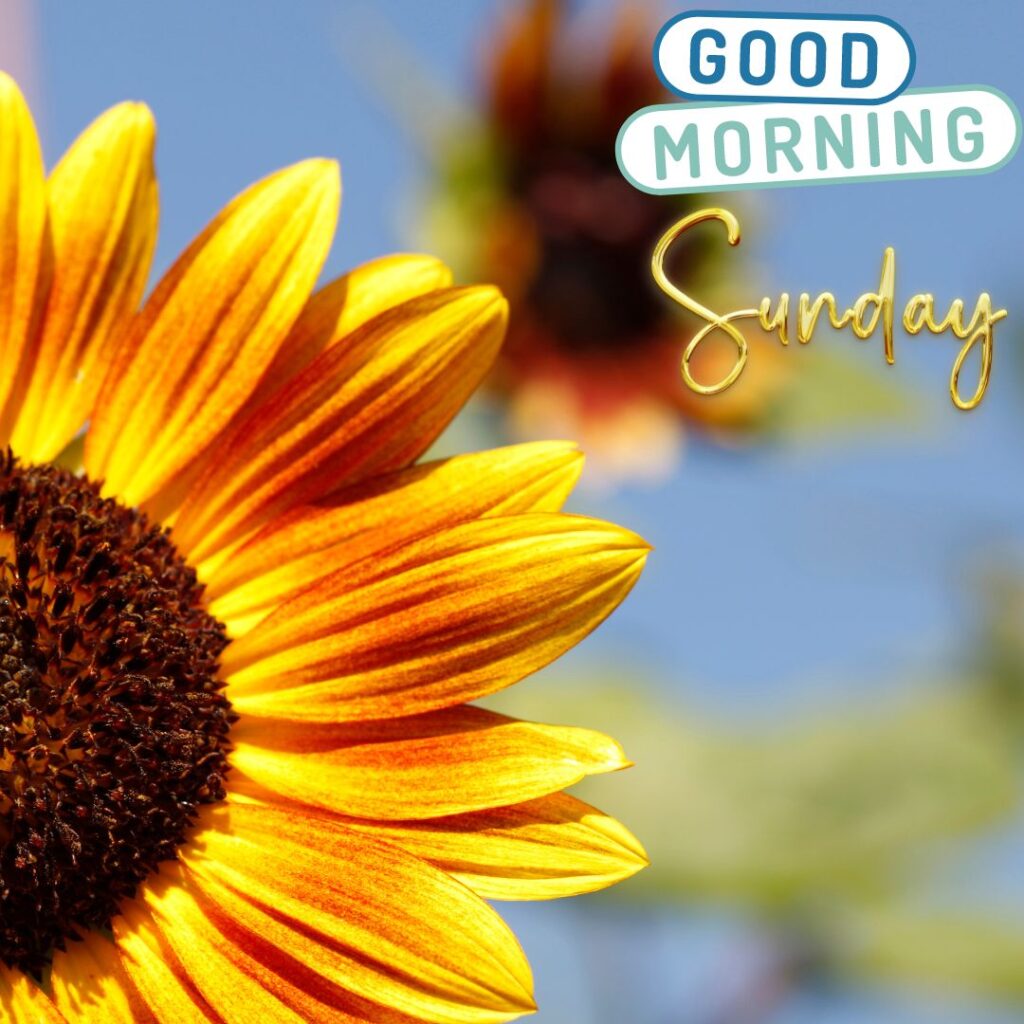 Beautiful Good Morning Sunday Sunflower hd Images