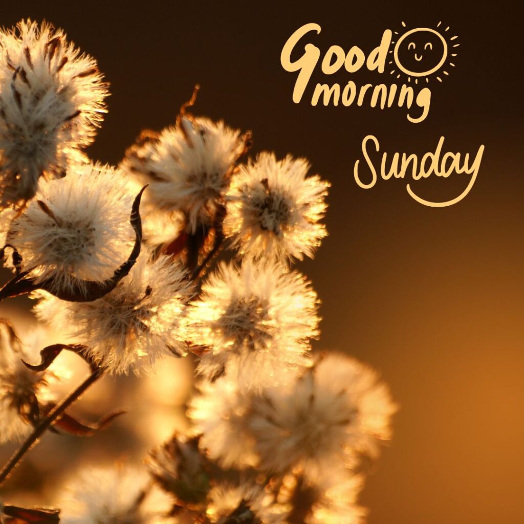 Happy Sunday Images