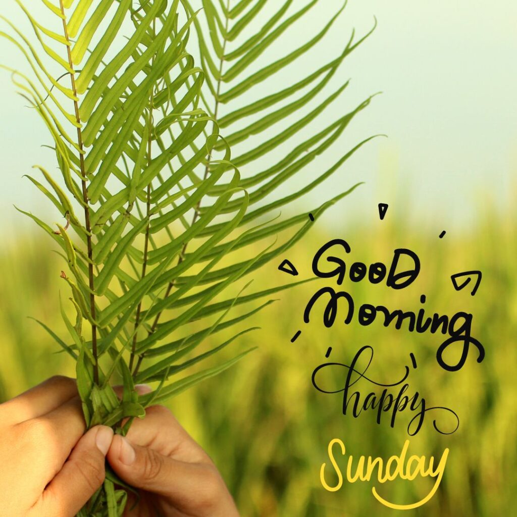 Happy sunday images wishes grass in hand