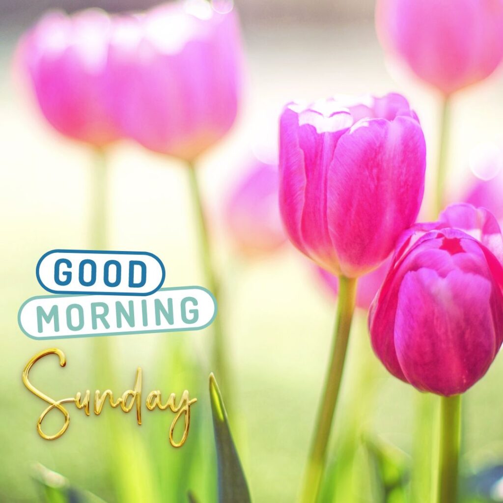 Good Morning Sunday Tulip Images