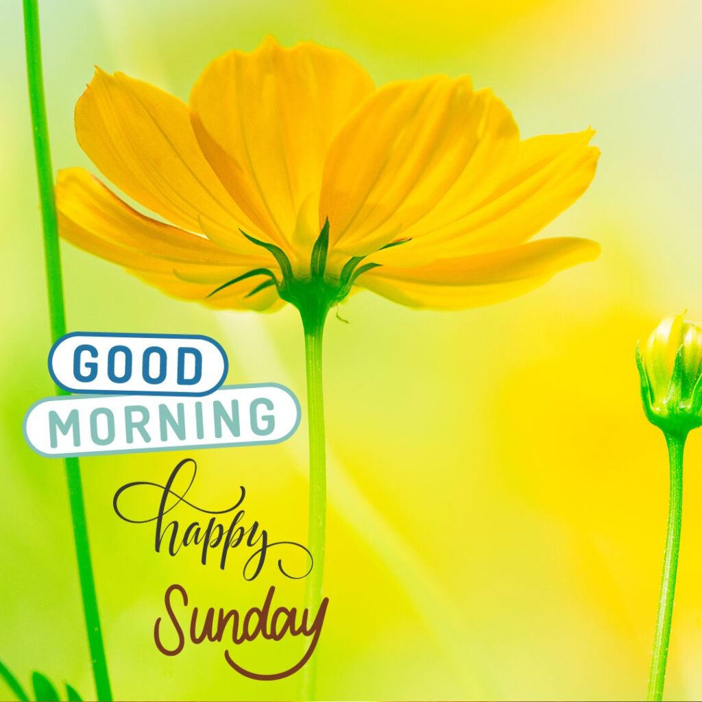 Beautiful yellow flower of Sunday morning images