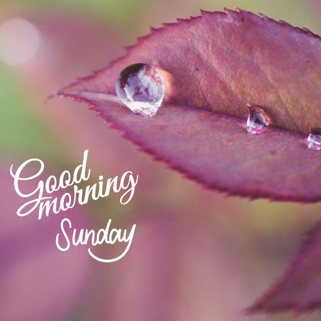 New Good Morning Sunday Photos