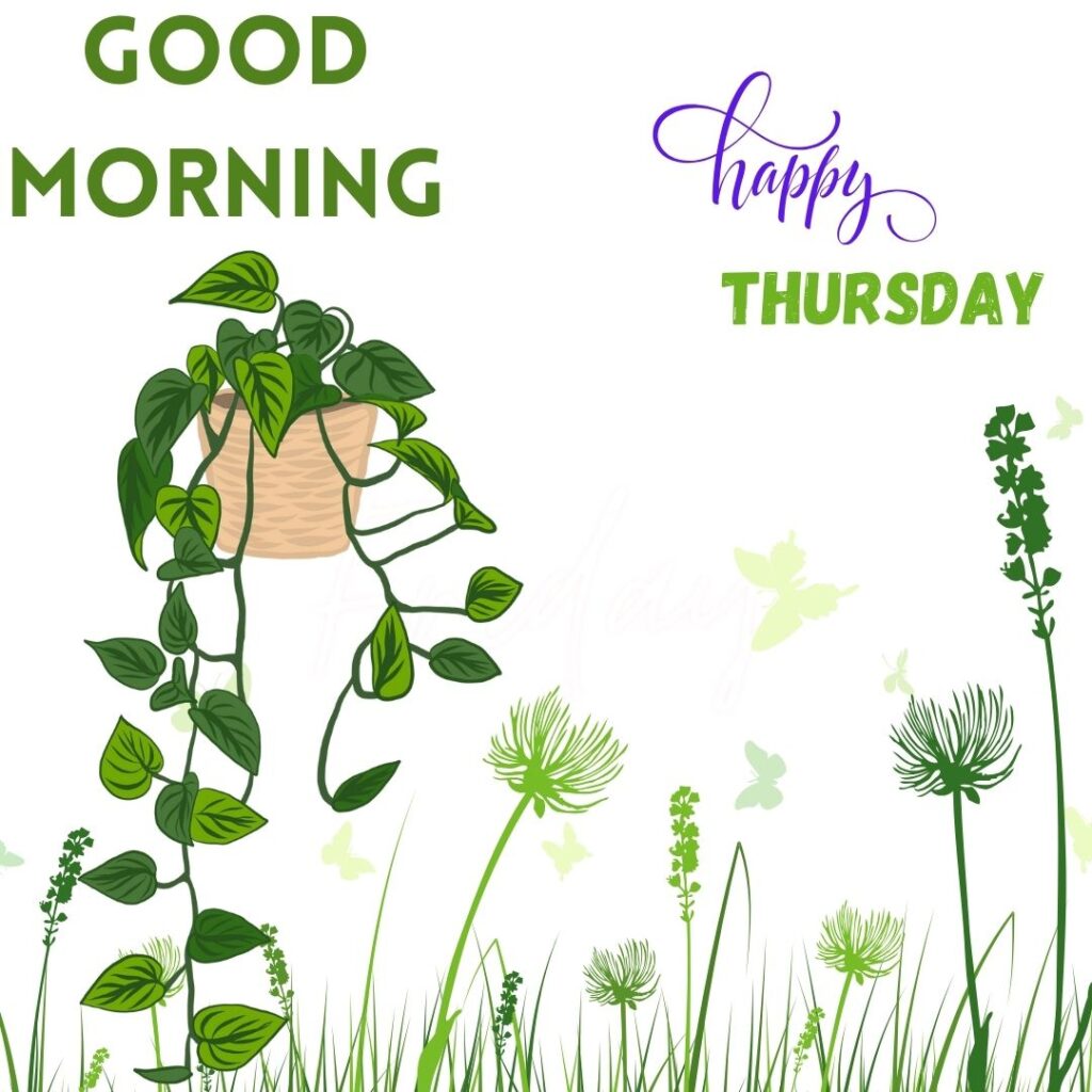 Good Morning Thursday Images hd