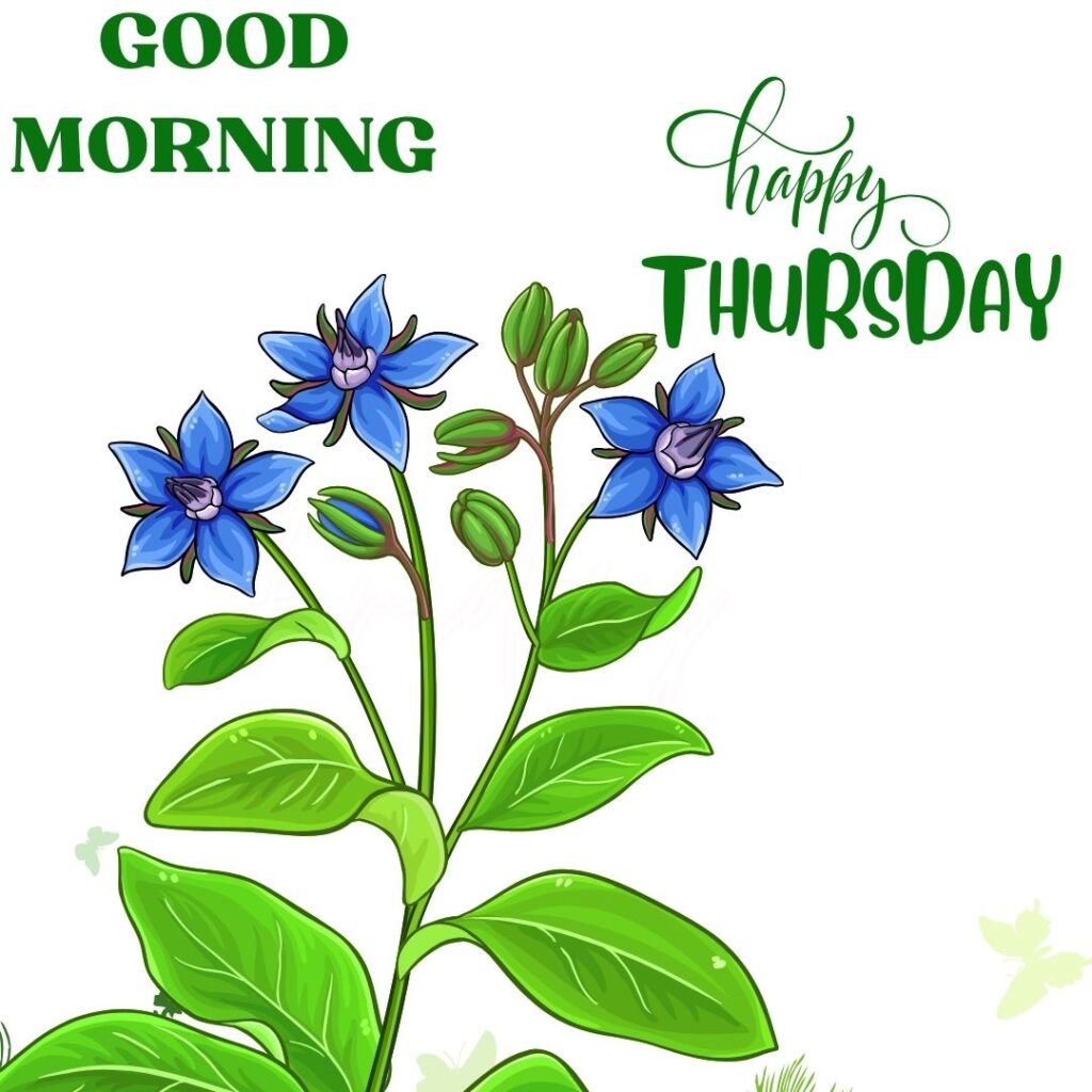 Pics of Good Morning Thursday