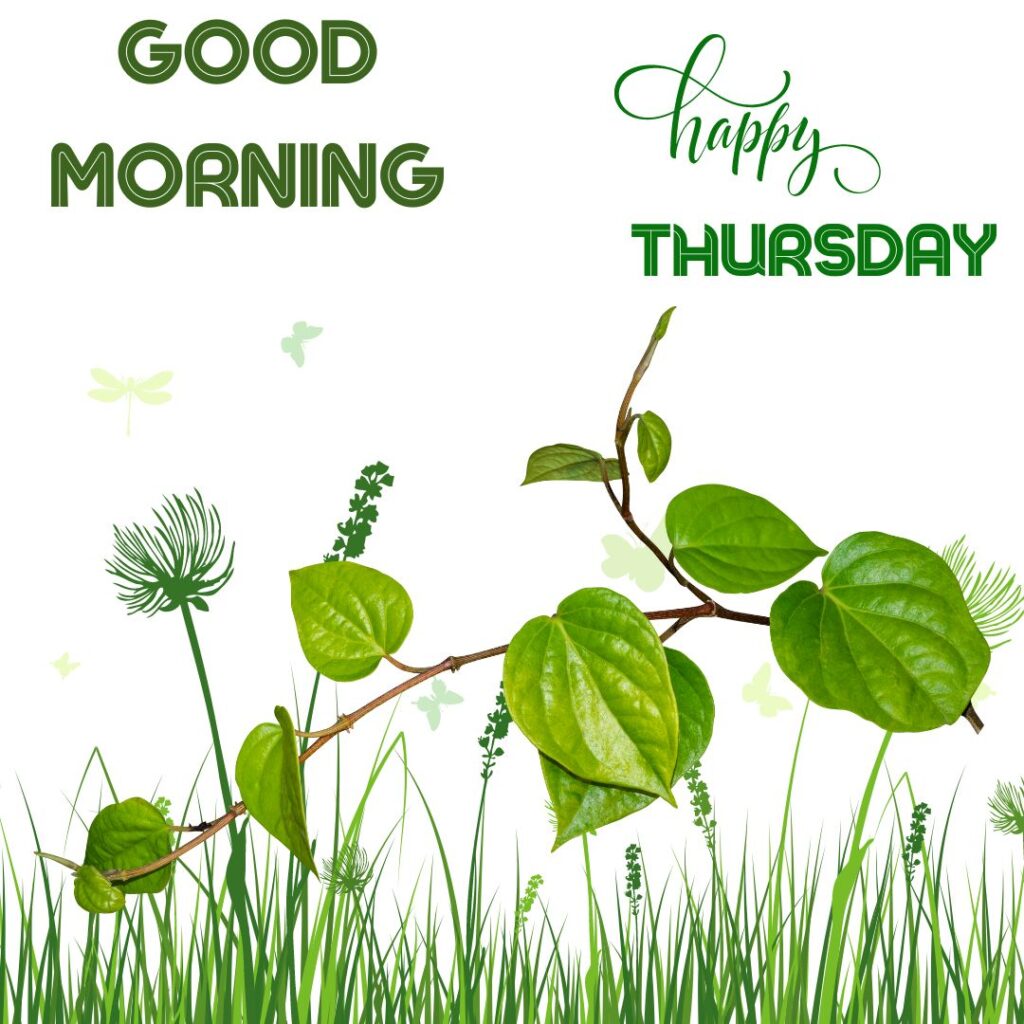 For wishing Good Morning Thursday Images