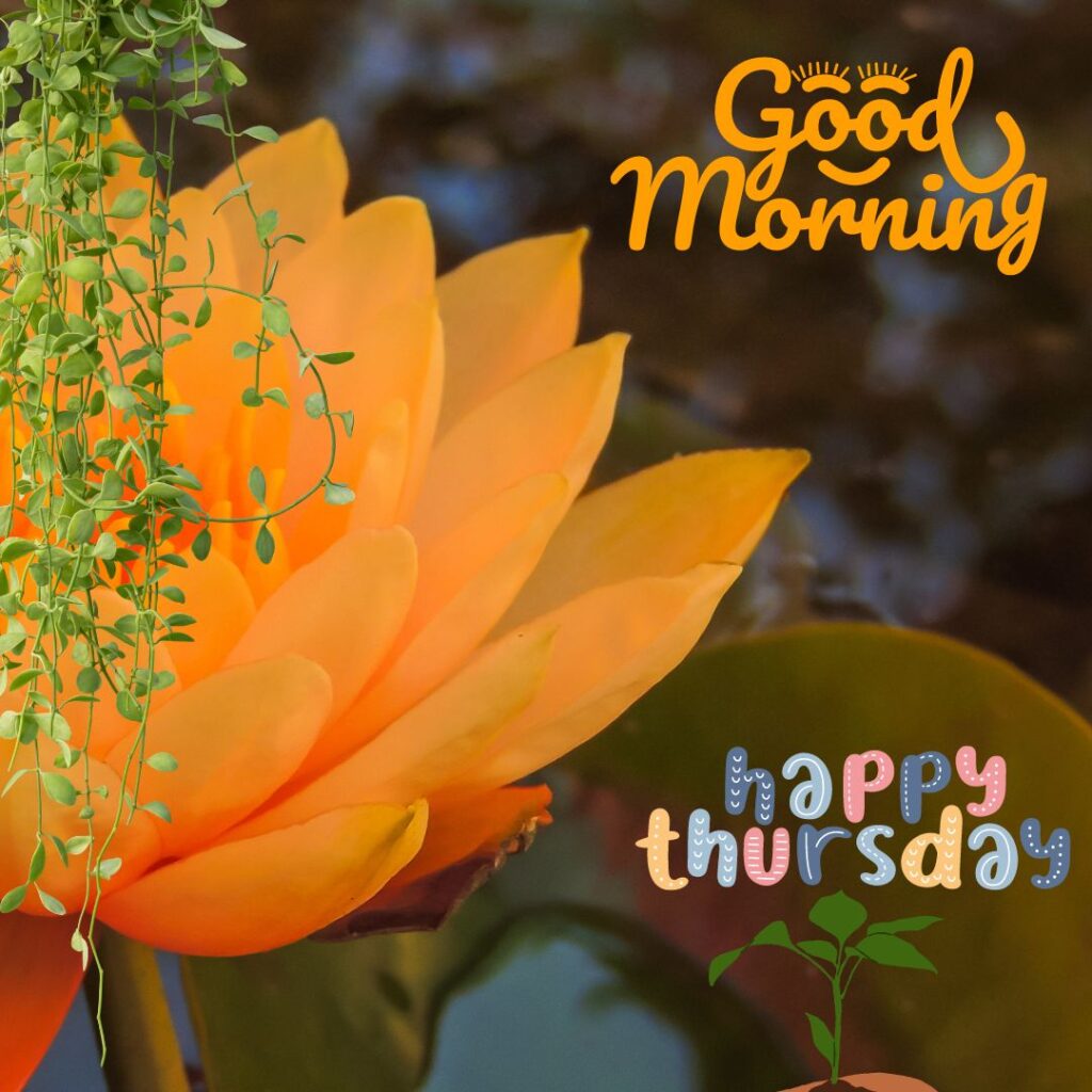 Lovely Good Morning Thursday Pictures